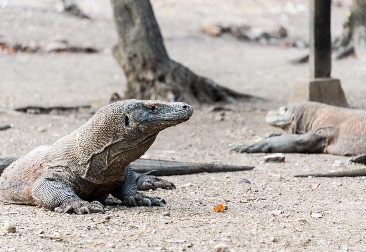 Ayana Komodo Waecicu Beach Hotel Labuan Bajo Eksteriør billede